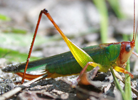 Handsome Meadow Katydid